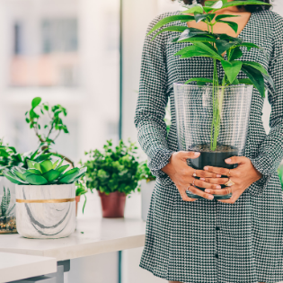 ¿Cómo escoger la planta ideal para ti?