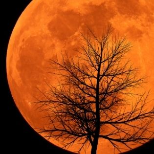 Las fases de la luna importan para nuestras plantas y huertos