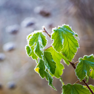 Tips para cuidar tus plantas durante el invierno