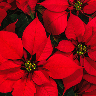 ¿Cómo cuidar tu Nochebuena para que florezca la próxima Navidad?