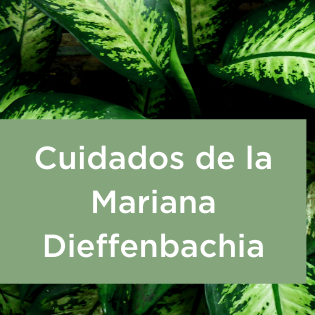 Mariana Dieffenbachia