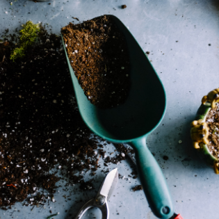 Replantar o cambiar tu planta a una maceta más grande