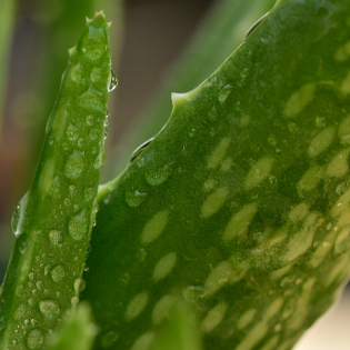 Cuidados y consejos para el Aloe Vera