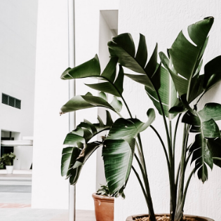 ¿Cómo descifrar cuánta luz hay en donde quieres poner tu planta?