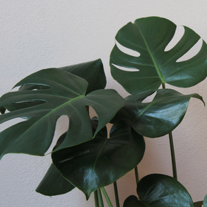 Monstera Grande