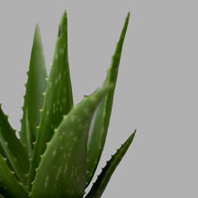 Cargar imagen en el visor de la galería, Aloe Vera Chico
