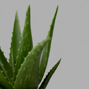 Aloe Vera Chico