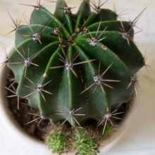 Cargar imagen en el visor de la galería, Cactus Mini
