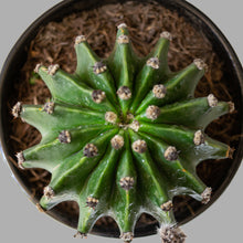 Cargar imagen en el visor de la galería, Cactus con flor Chico
