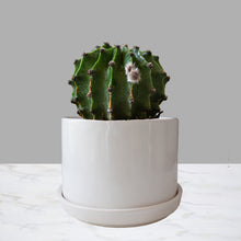 Cargar imagen en el visor de la galería, Cactus con flor Chico
