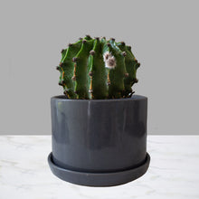 Cargar imagen en el visor de la galería, Cactus con flor Chico
