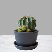 Cargar imagen en el visor de la galería, Cactus Mini
