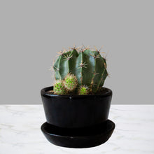 Cargar imagen en el visor de la galería, Cactus Mini
