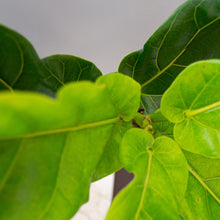 Cargar imagen en el visor de la galería, Ficus Pandurata Grande
