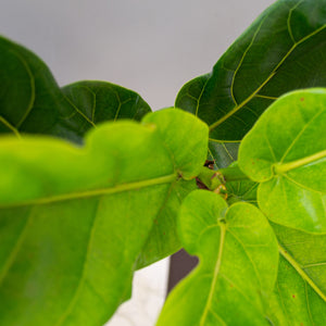 Ficus Pandurata Grande