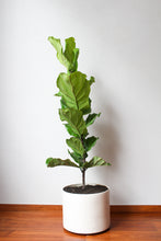 Cargar imagen en el visor de la galería, Ficus Pandurata Grande
