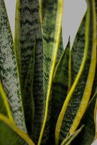 Sansevieria Chica