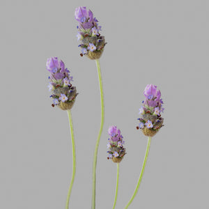 Lavanda Chica