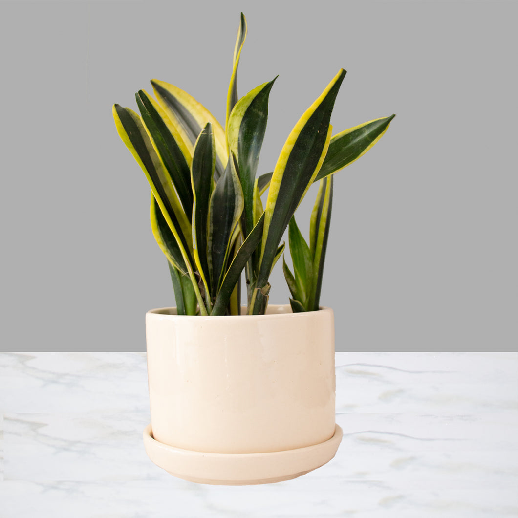 Sansevieria Chica