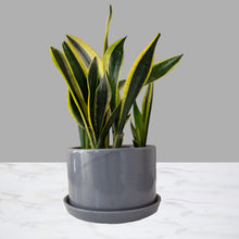 Cargar imagen en el visor de la galería, Sansevieria Chica
