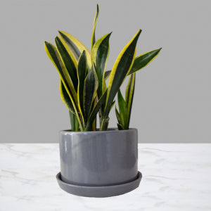 Sansevieria Chica