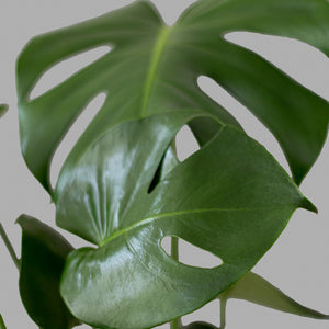 Monstera Mediana