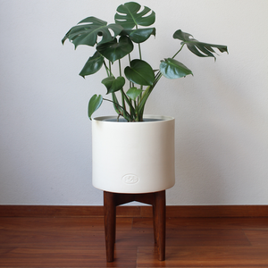 Monstera Grande