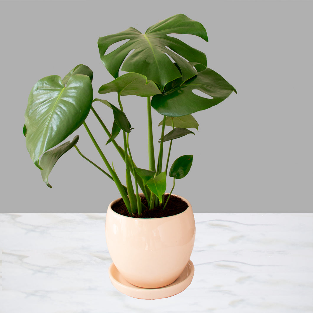 Monstera Mediana