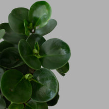 Cargar imagen en el visor de la galería, Peperomia obtusifolia Chica
