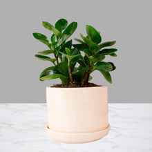 Cargar imagen en el visor de la galería, Peperomia obtusifolia Chica
