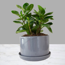 Cargar imagen en el visor de la galería, Peperomia obtusifolia Chica
